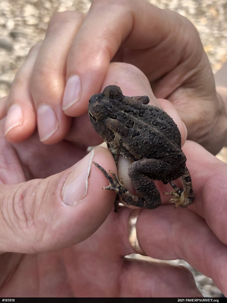 Fowler's Toad