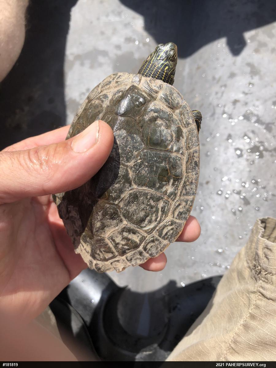 Northern Map Turtle