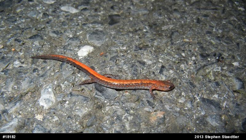 Eastern Red-backed  Salamander