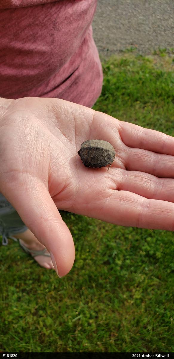Painted Turtle