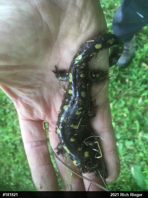 Spotted Salamander