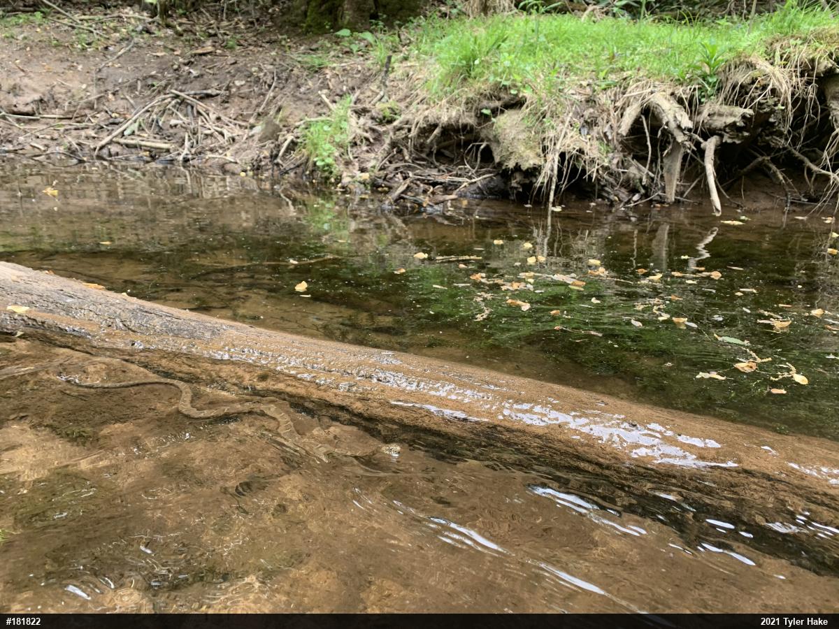 Northern Watersnake