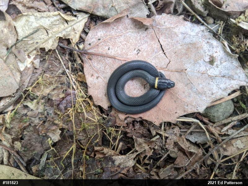 Northern Ring-necked Snake