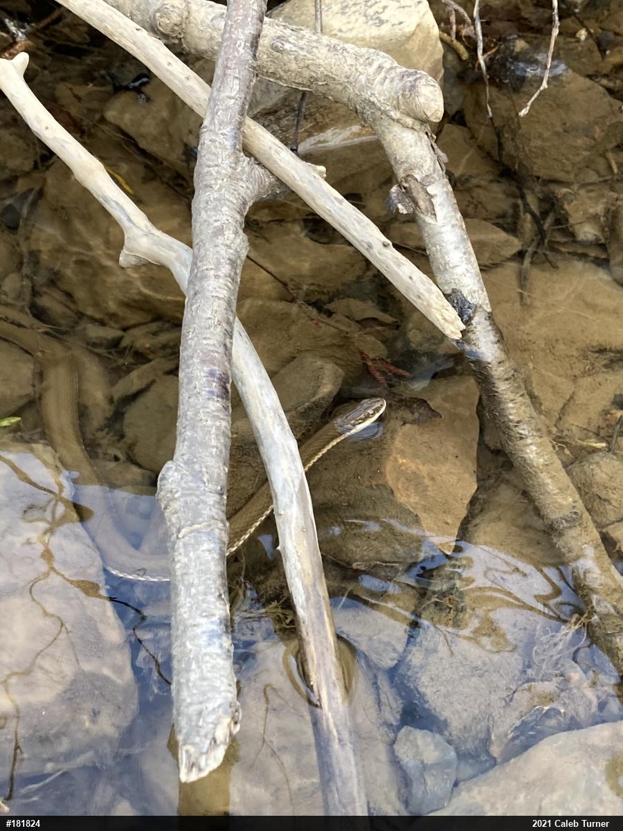 Queensnake