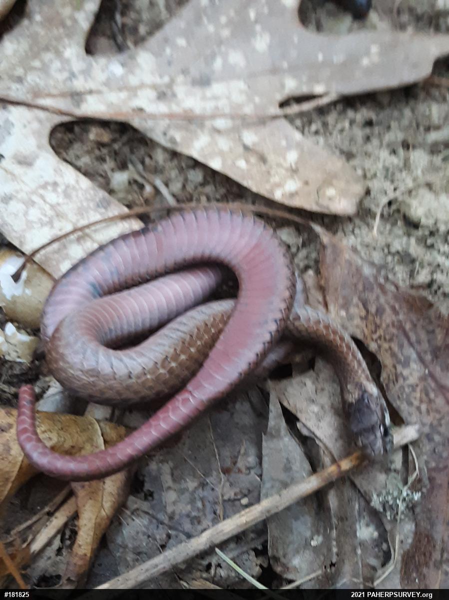 Red-bellied Snake