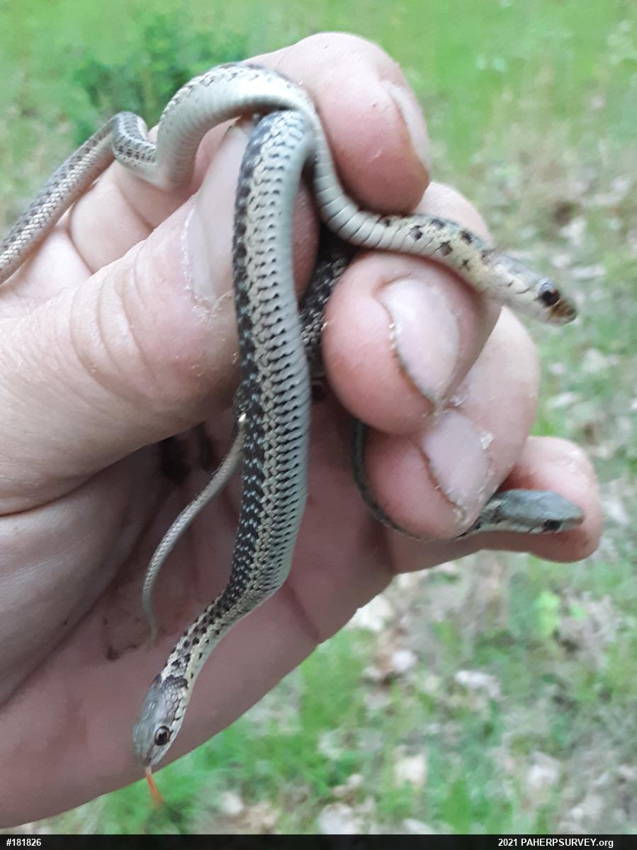 Eastern Gartersnake