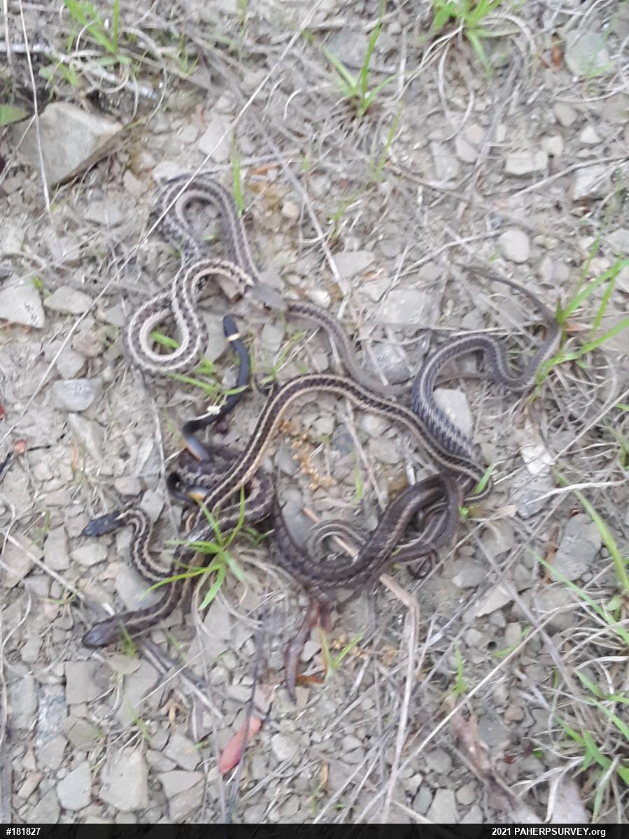 Eastern Gartersnake