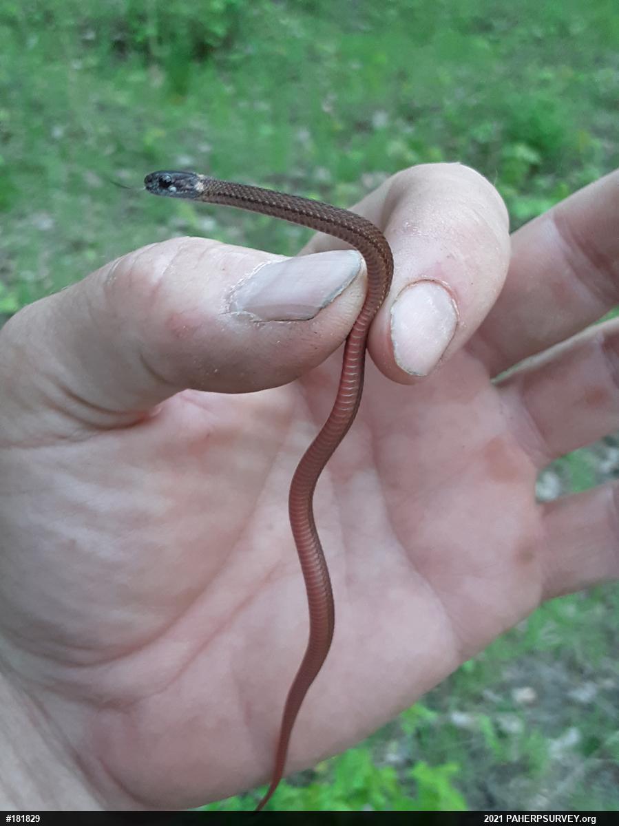 Red-bellied Snake