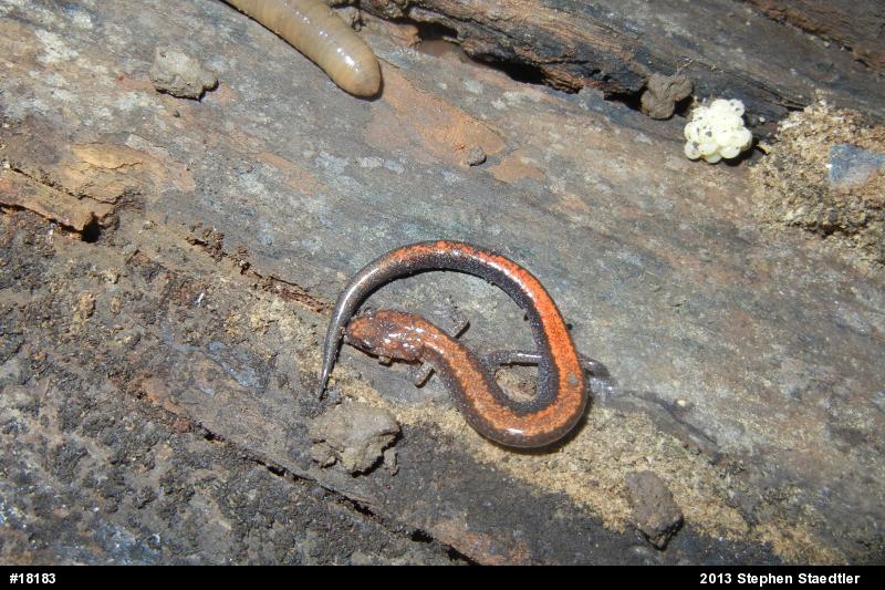 Eastern Red-backed  Salamander