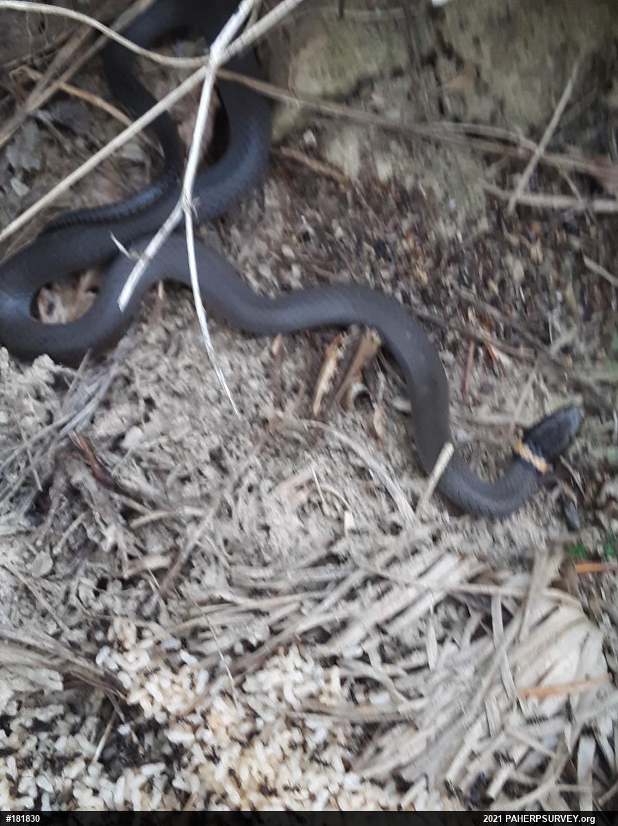 Northern Ring-necked Snake