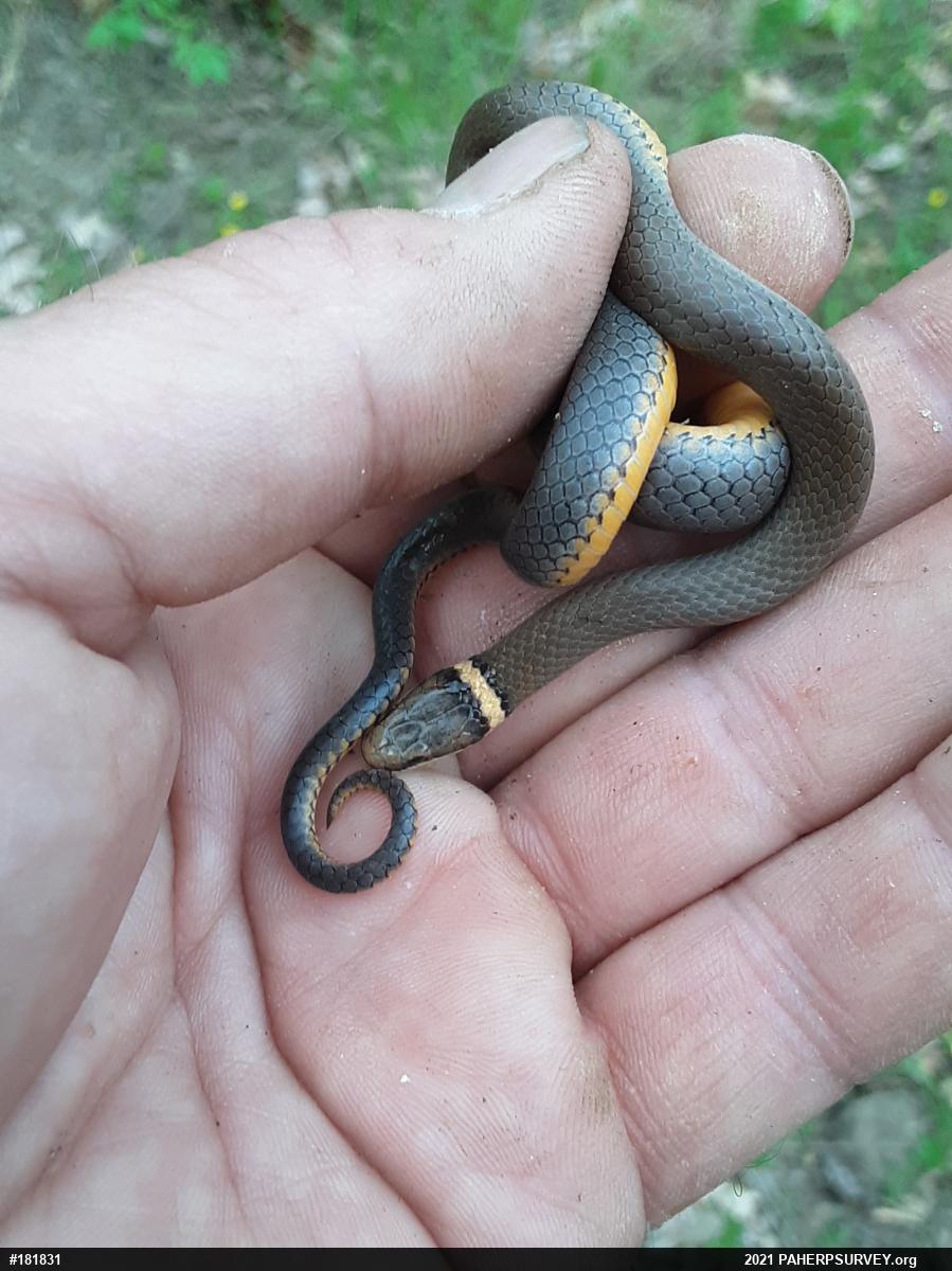 Northern Ring-necked Snake