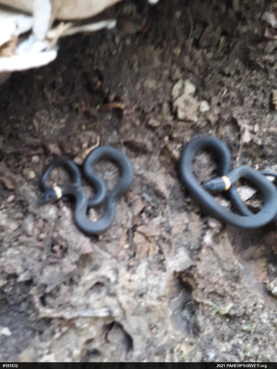 Northern Ring-necked Snake