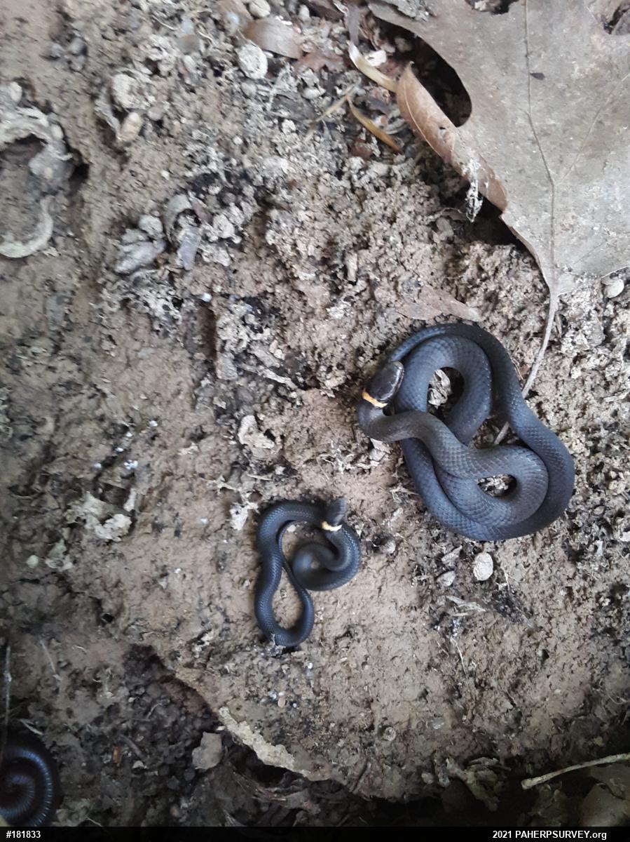 Northern Ring-necked Snake