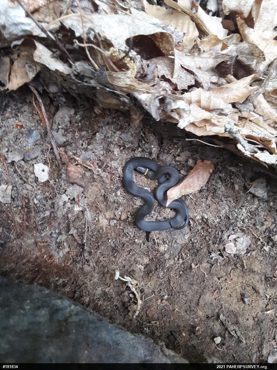 Northern Ring-necked Snake