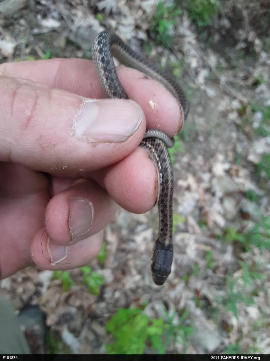 Eastern Gartersnake