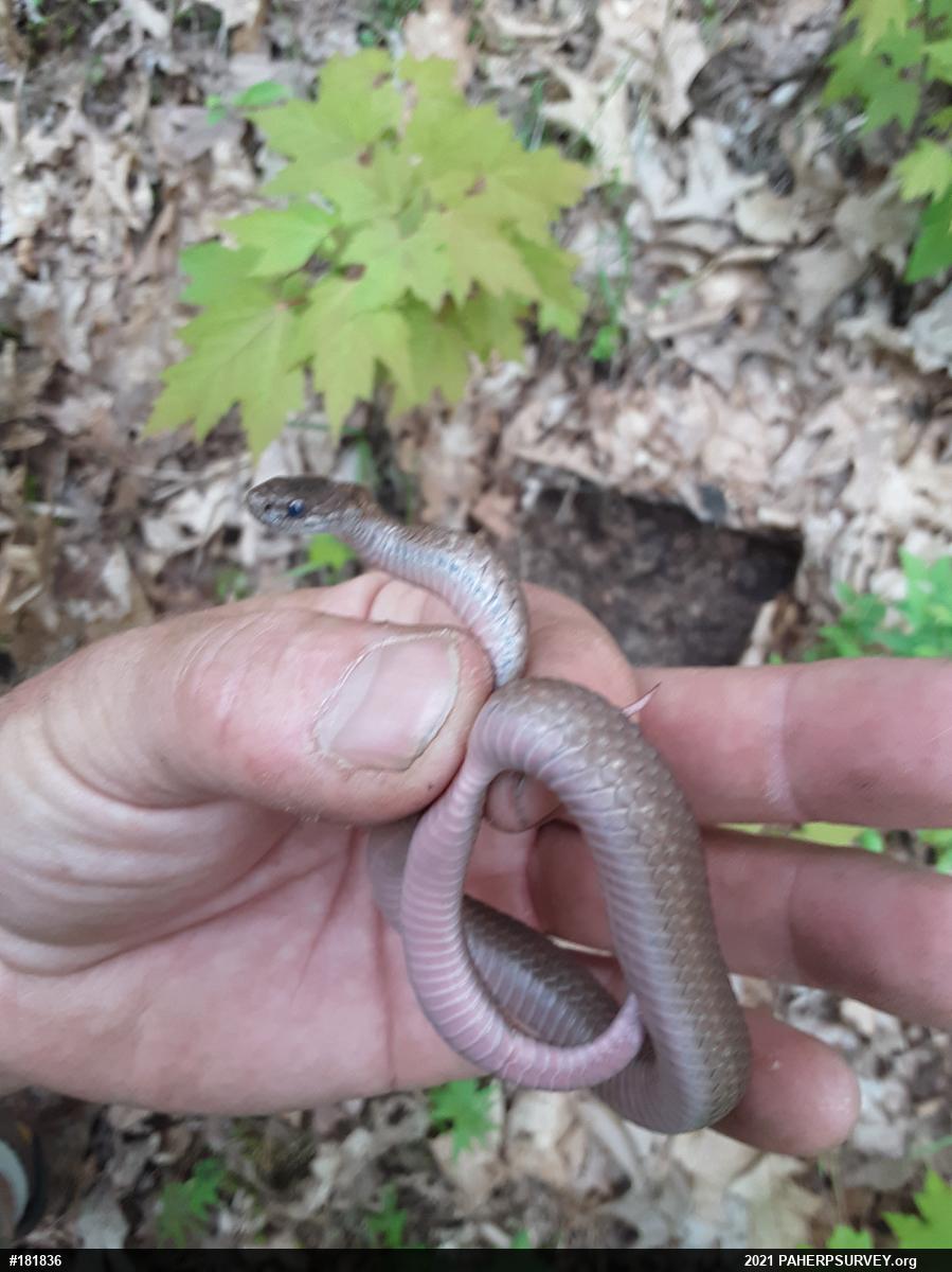 Red-bellied Snake