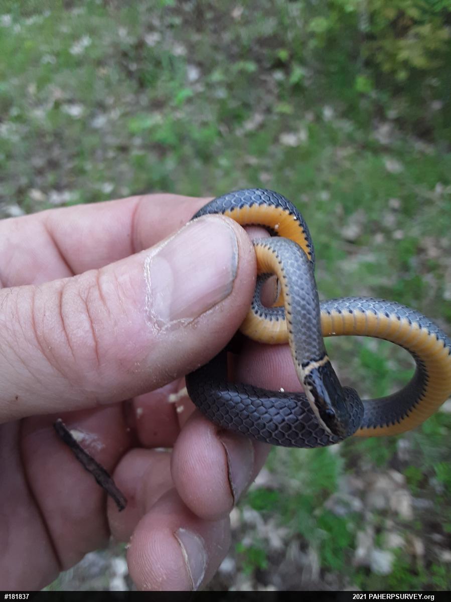 Northern Ring-necked Snake