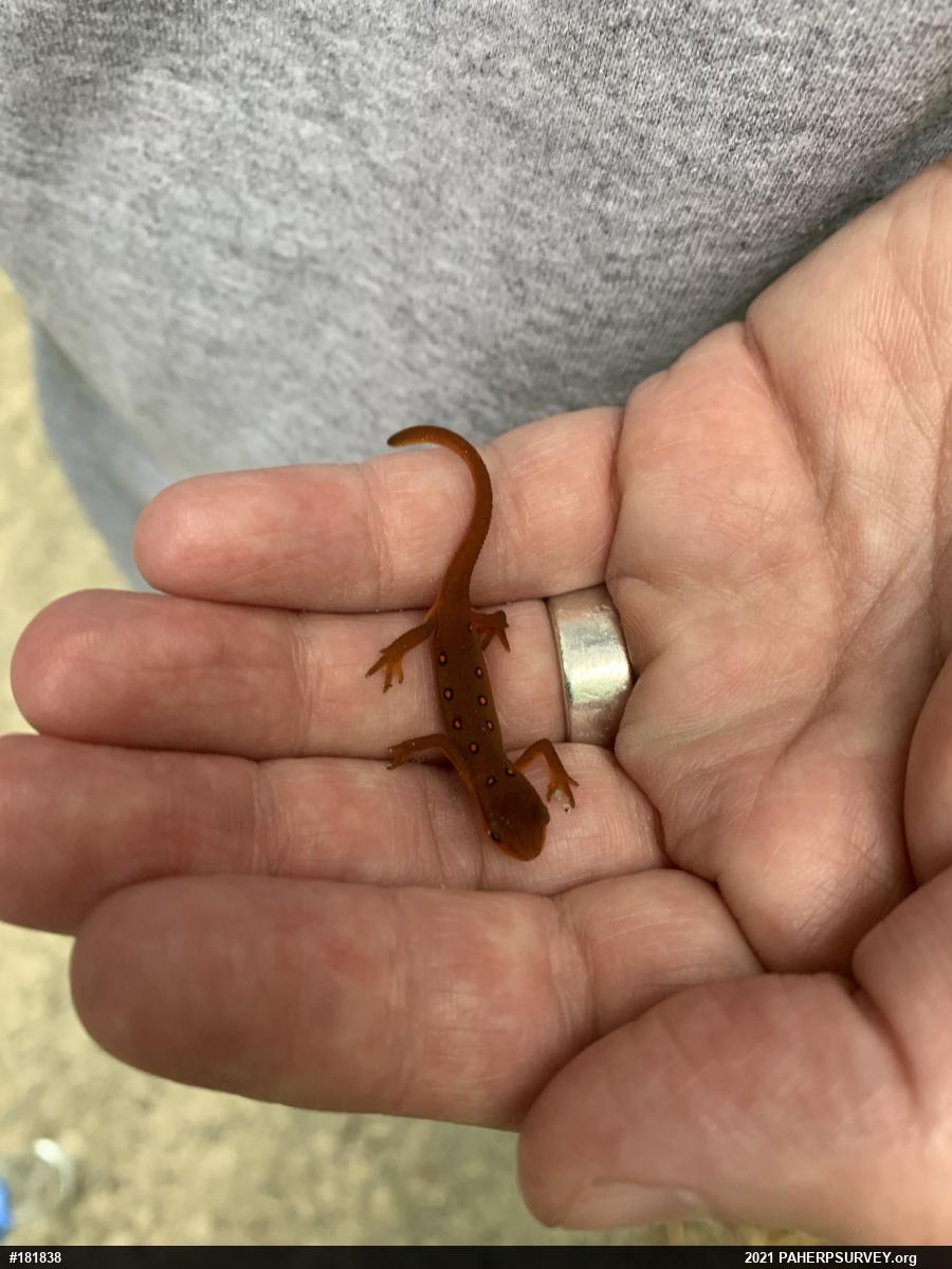 Red-spotted Newt