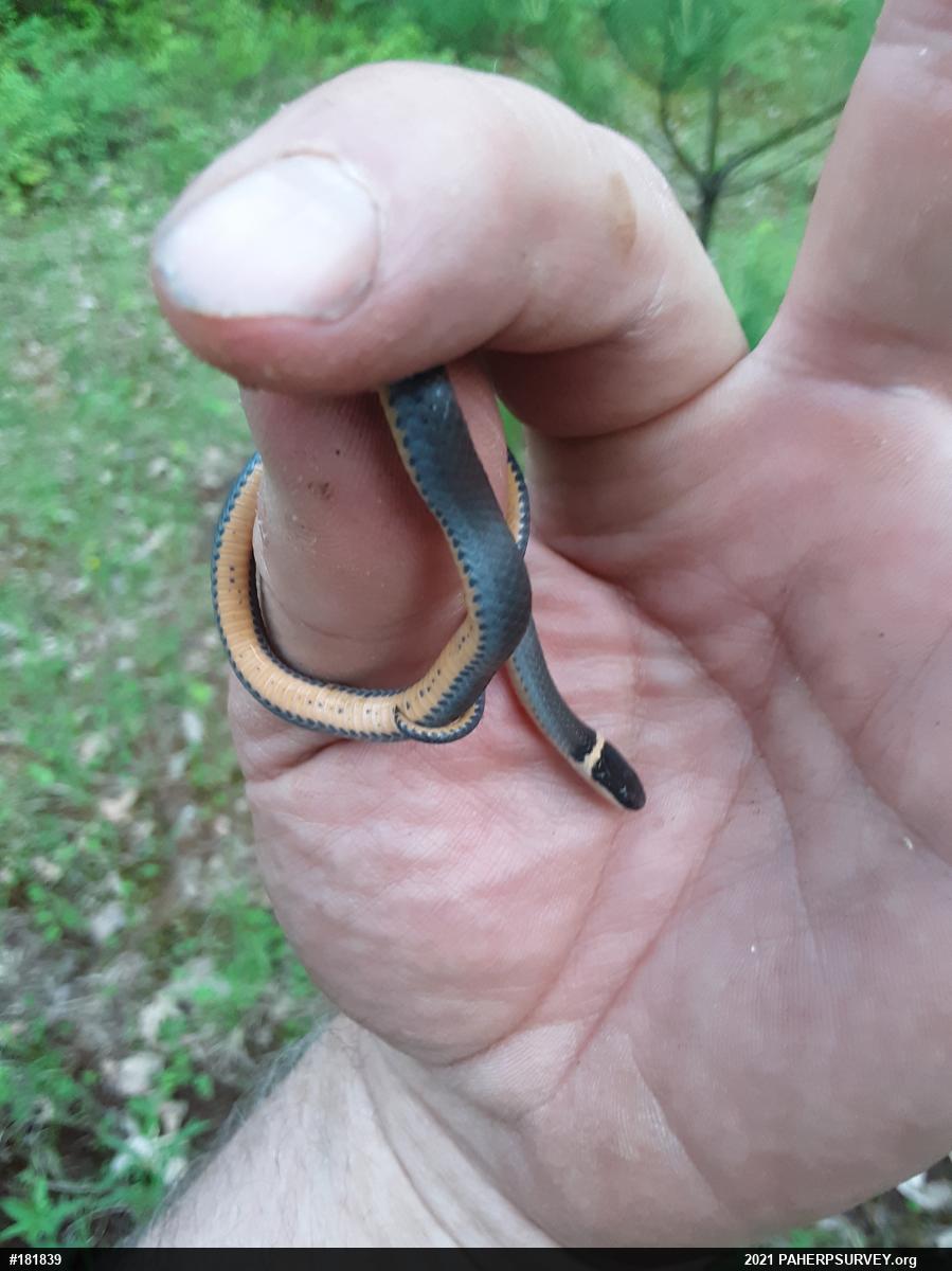 Northern Ring-necked Snake