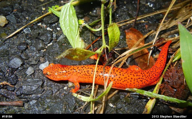 Northern Red Salamander