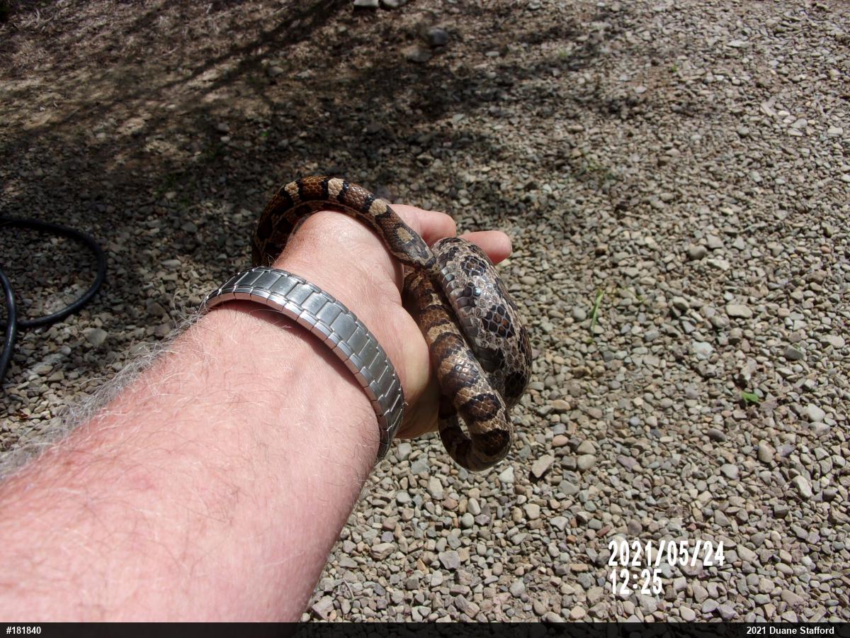 Eastern Milksnake