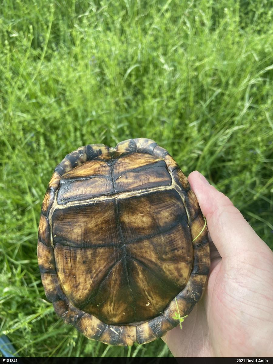 Eastern Box Turtle
