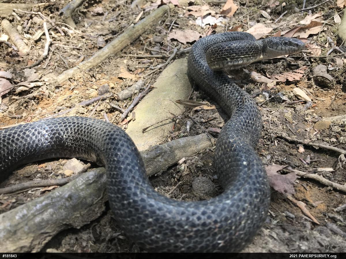 Eastern Ratsnake