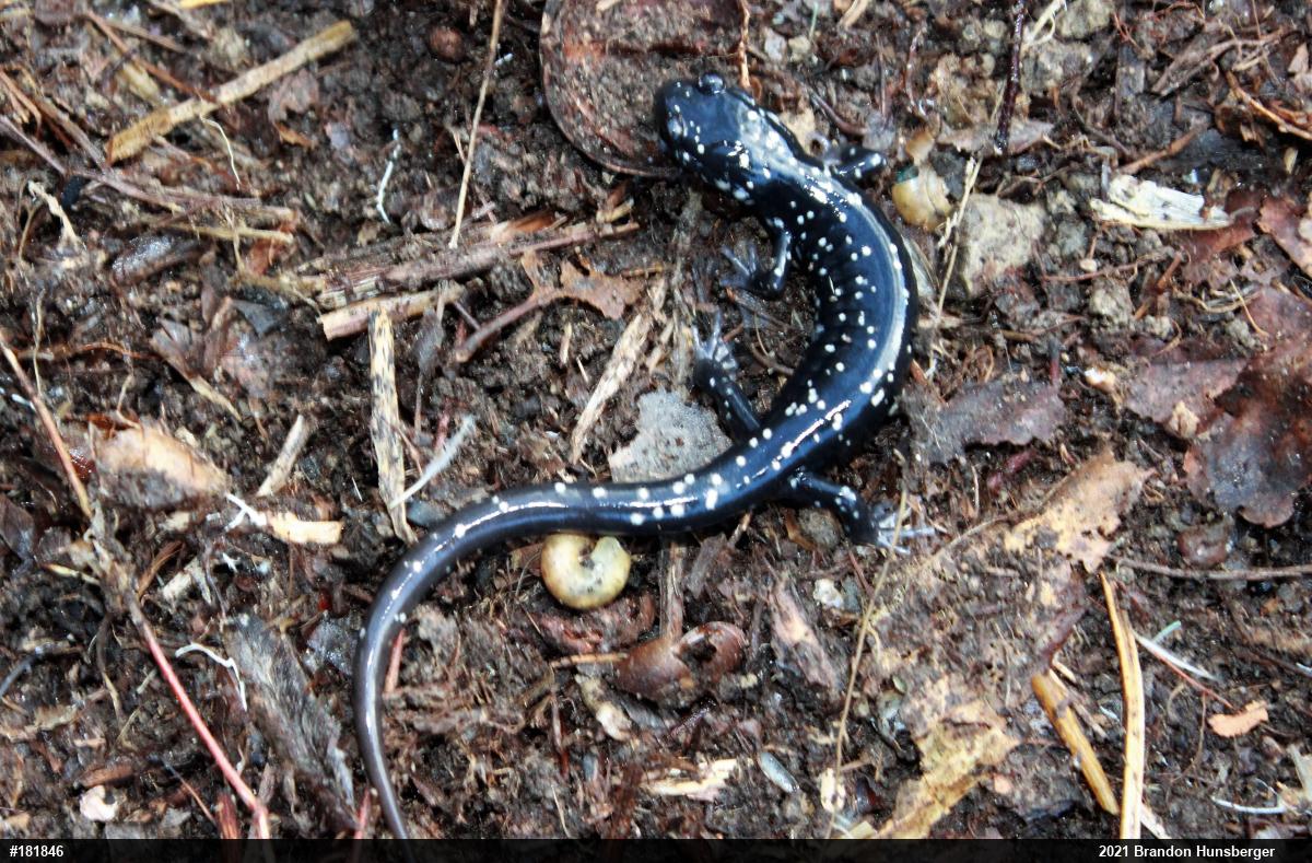Northern Slimy Salamander