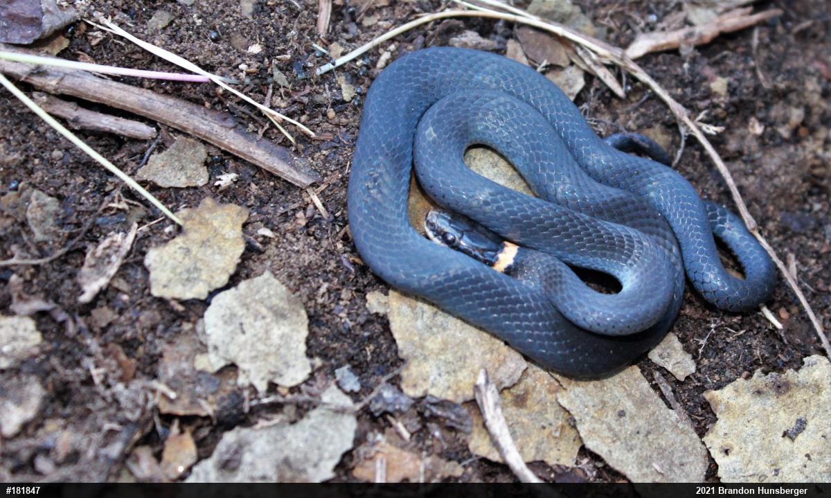 Northern Ring-necked Snake