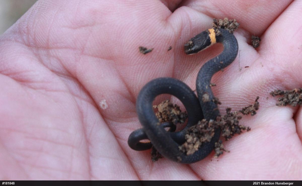 Northern Ring-necked Snake