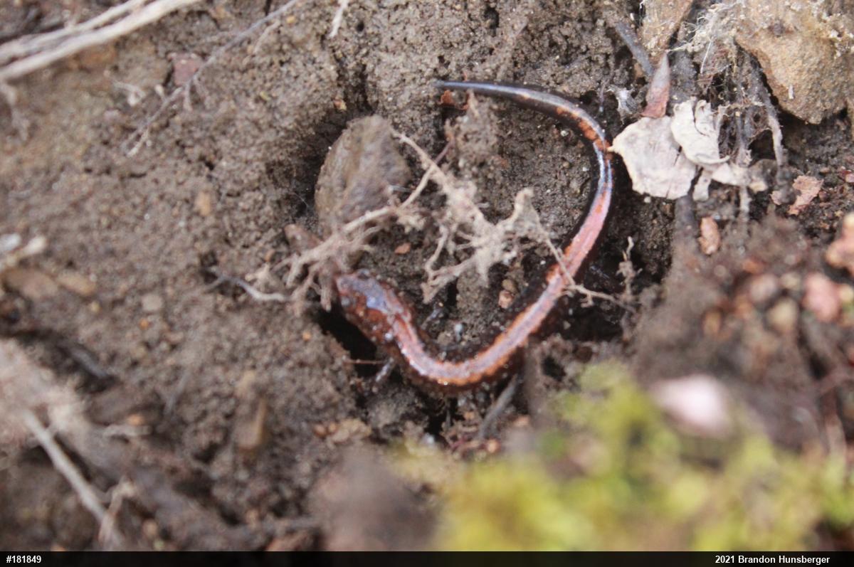 Eastern Red-backed  Salamander