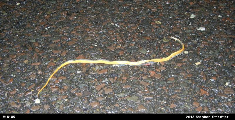 Northern Ring-necked Snake