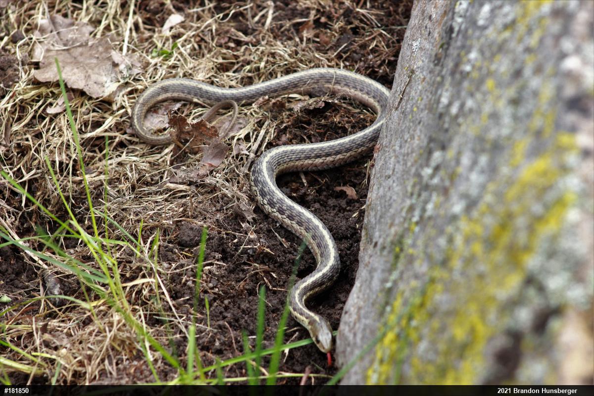Eastern Gartersnake