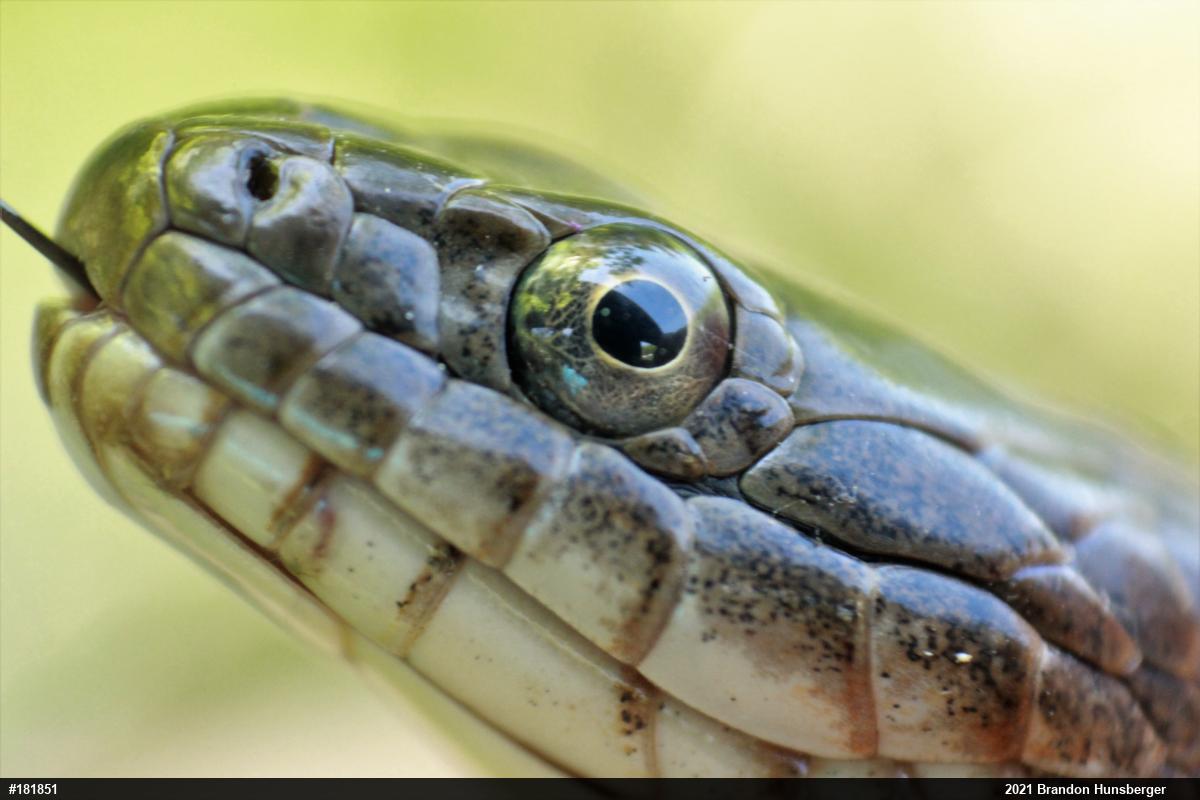 Northern Watersnake