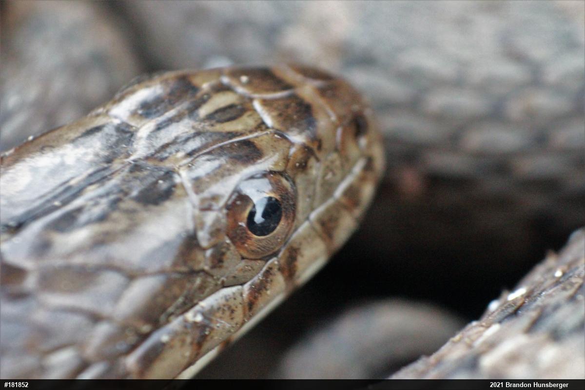 Northern Watersnake