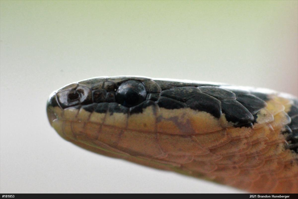 Northern Ring-necked Snake