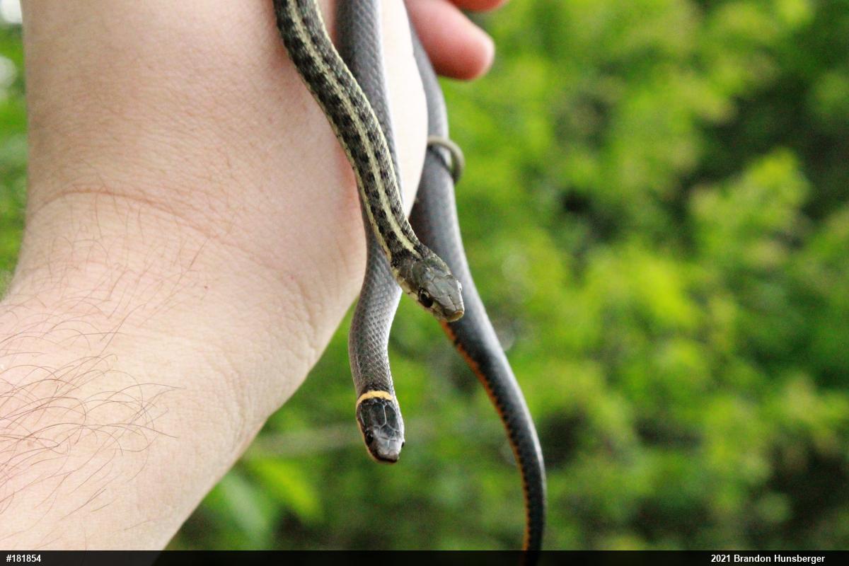 Eastern Gartersnake