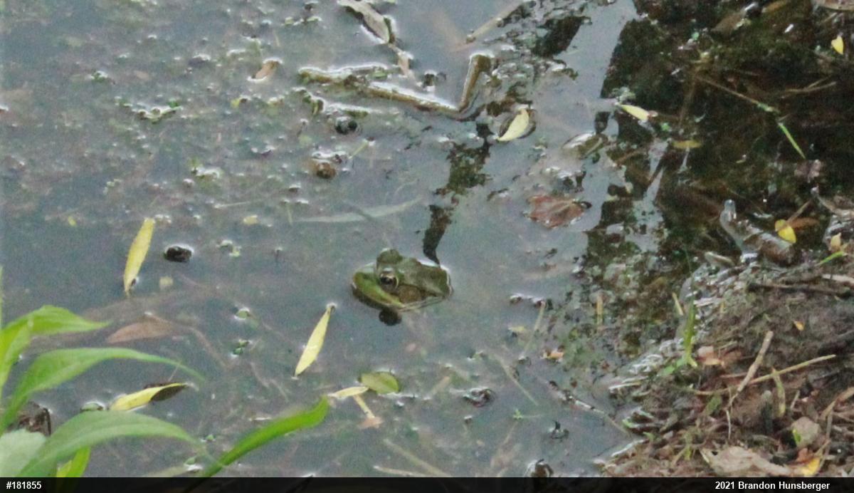 Green Frog