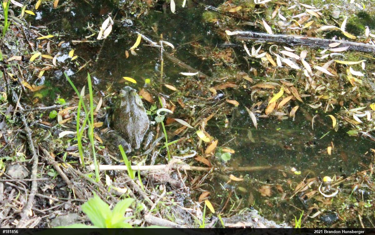 American Bullfrog