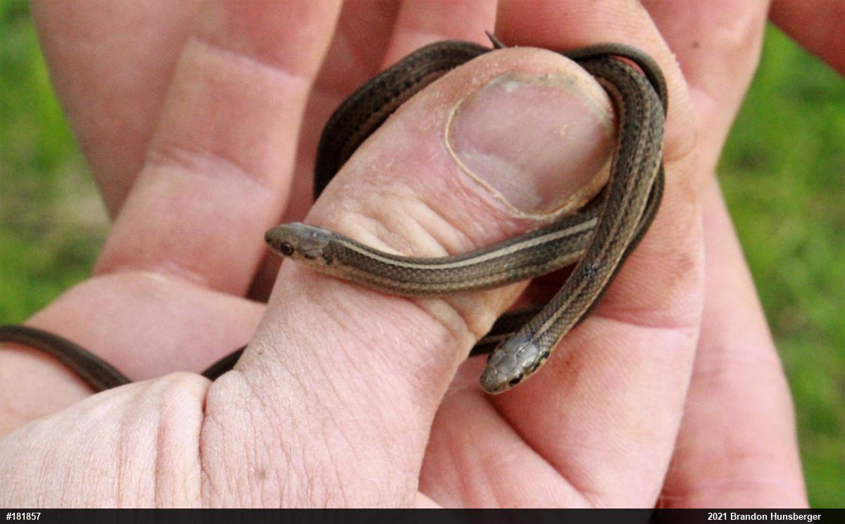 Shorthead Gartersnake