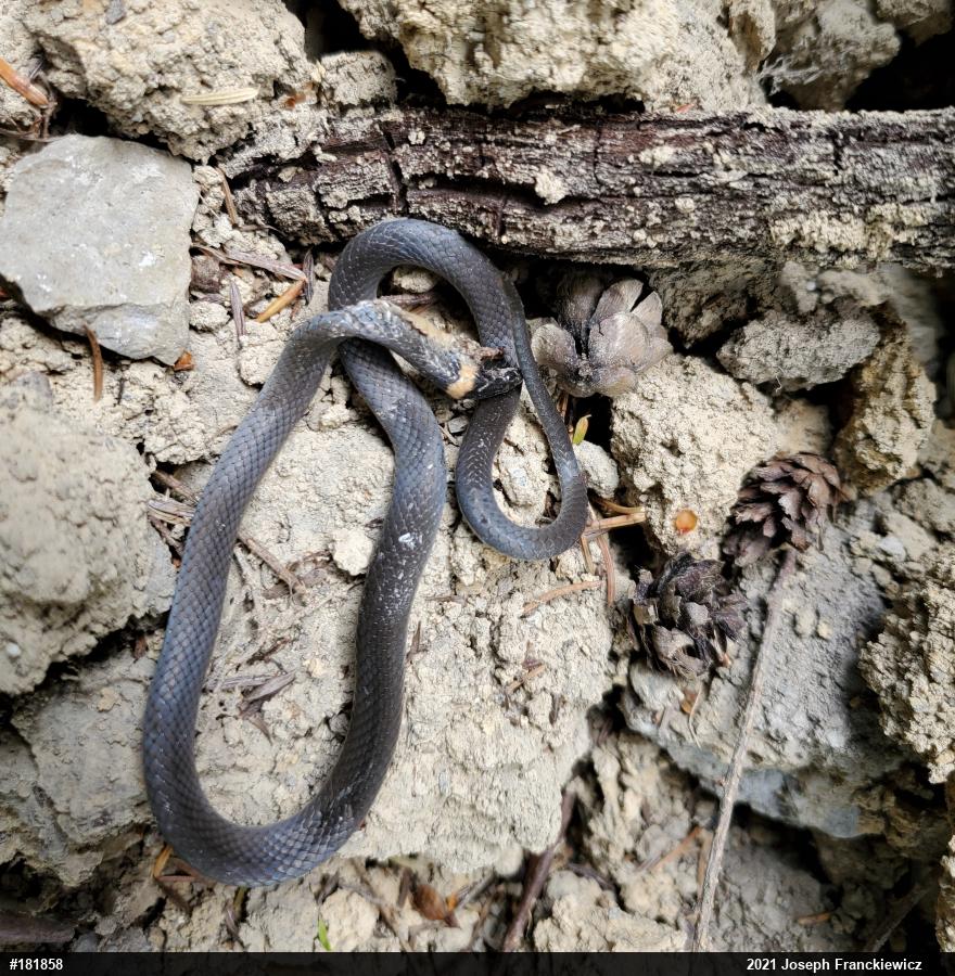Northern Ring-necked Snake