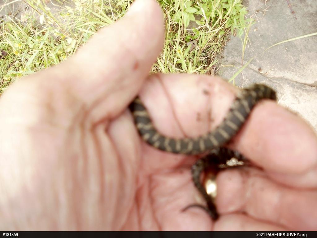 Northern Watersnake