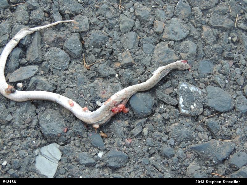 Dekay's Brownsnake