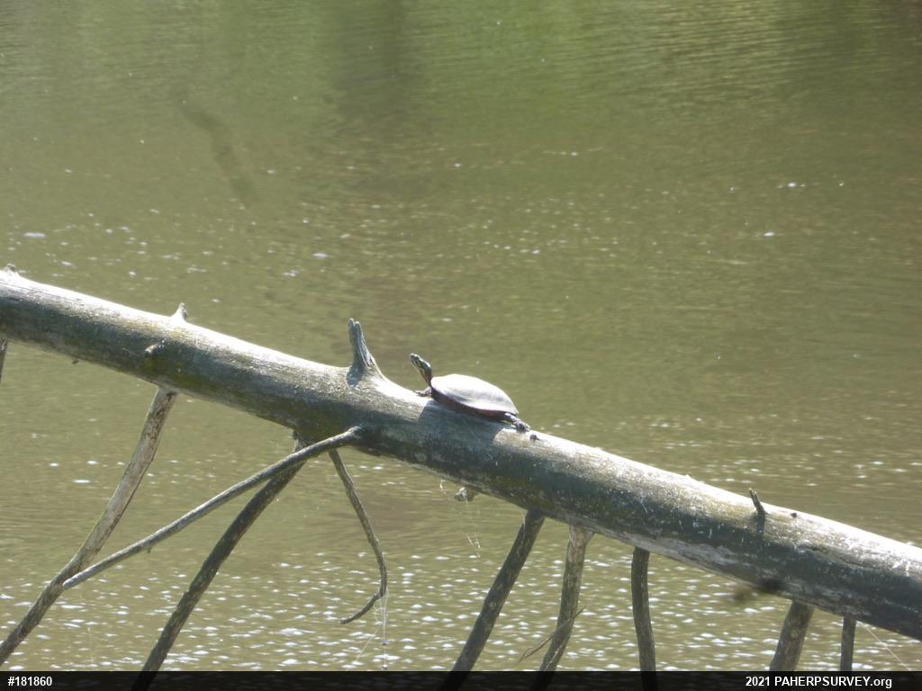 Painted Turtle