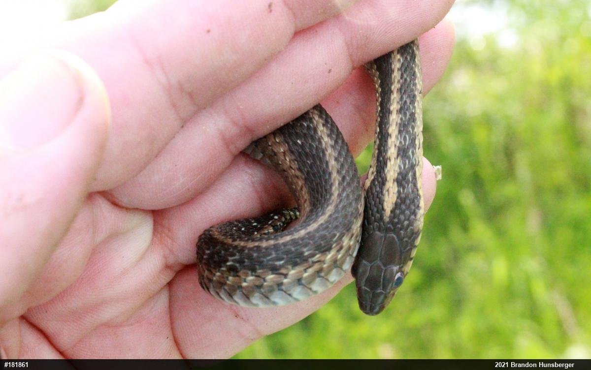 Eastern Gartersnake