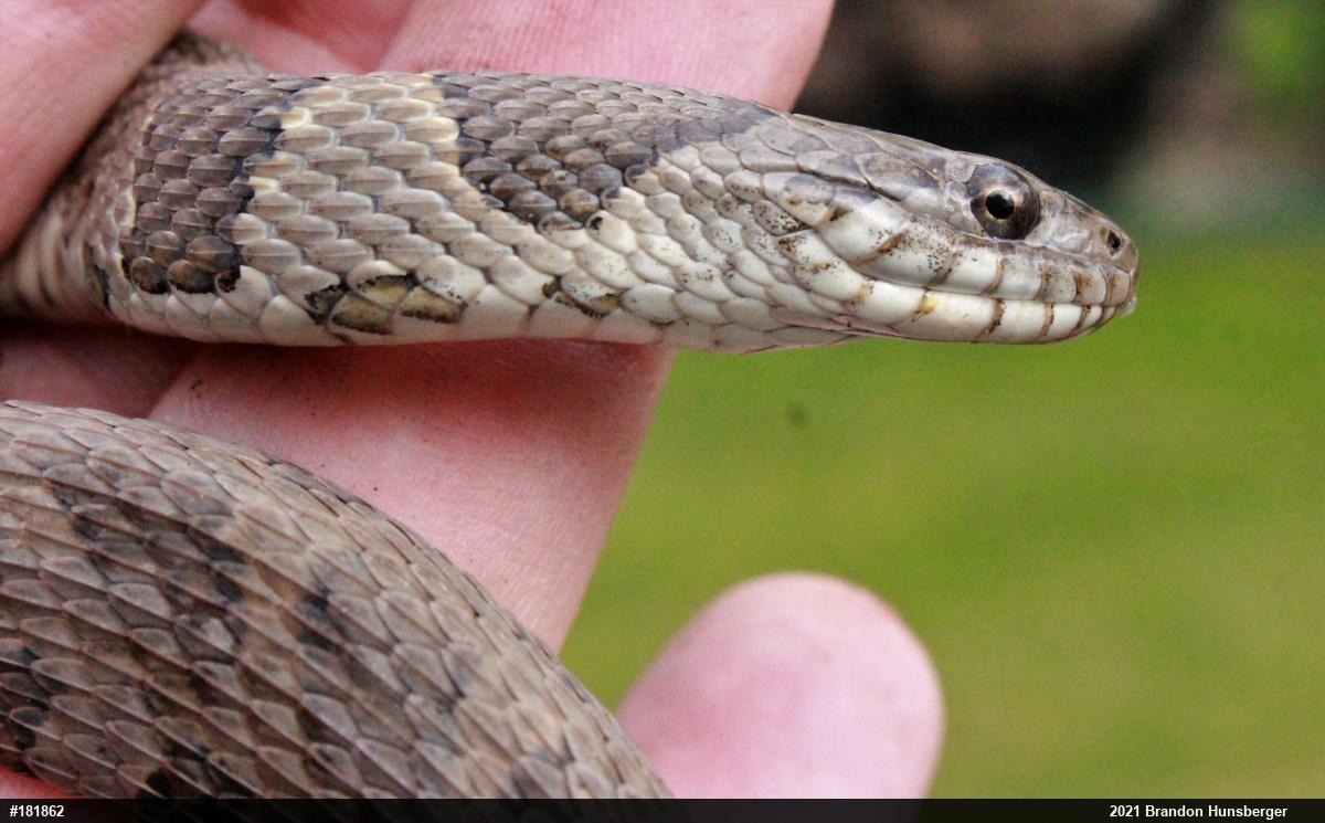 Northern Watersnake