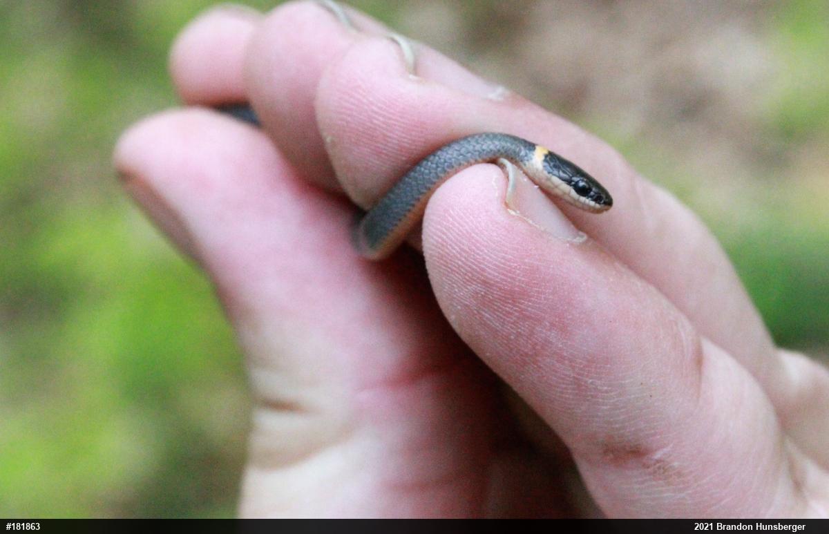 Northern Ring-necked Snake