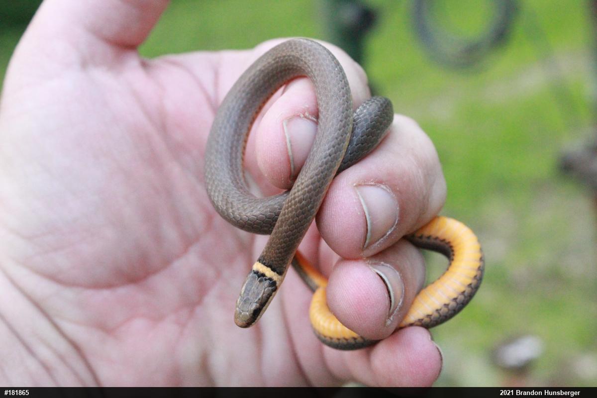 Northern Ring-necked Snake