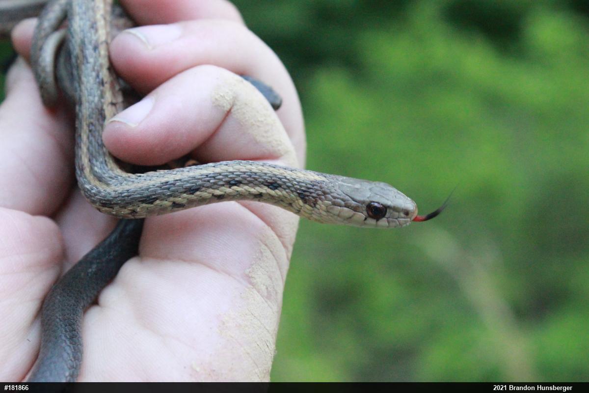 Eastern Gartersnake