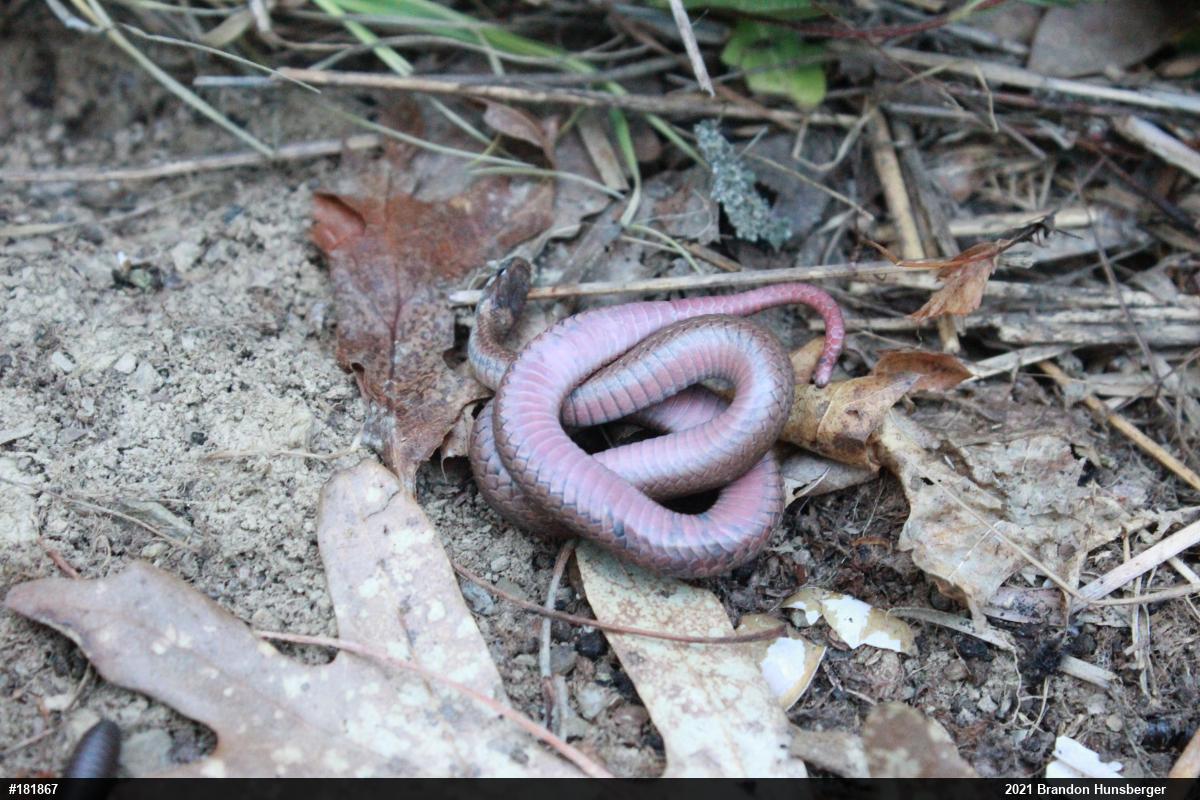 Red-bellied Snake
